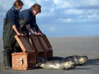 Bild 0 von Vier junge Seehunde sind wieder in Freiheit