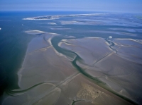 Bild 7 von Bei Ebbe offenbart das Wattenmeer seine Geheimnisse