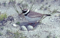 Bild 0 von Brutbeginn in Salzwiesen und Dünen