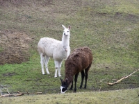 Bild 0 von Isolde und Eduard kamen per Landungsboot nach Juist