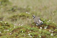 Bild 0 von Der Sandregenpfeifer -  Ein Vogel, der nach Regen giert? 