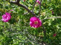 Bild 0 von Rosenblüte auf den Inseln hat begonnen