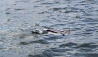 Bild 2 von Seenotretter befreien vier Segler vor Norderney aus Lebensgefahr