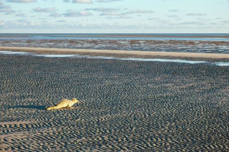 Bild 0 von Nachwuchs bei den Seehunden im Wattenmeer erwartet 