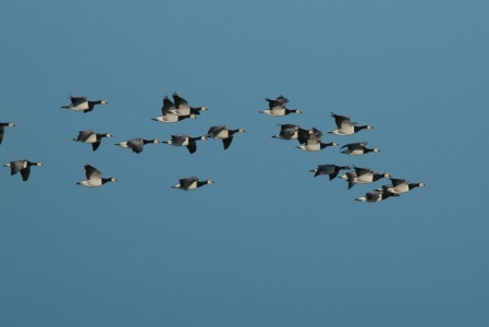 Bild 0 von "Alle Vögel sind schon da ..." - Ziehen Sie mit!