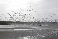 Bild 0 von Beginn der Brutzeit im Wattenmeer