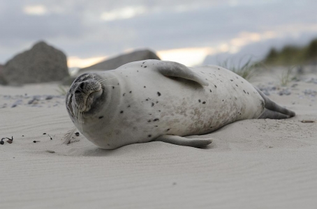 Bild 0 von Seehundzählung 2015: Seehundbestände im Wattenmeer trotzen Grippevirus