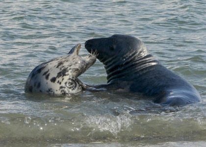 Bild 0 von Kegelrobbenzählung 2016: Zahl der Kegelrobben im Weltnaturerbe Wattenmeer nimmt weiter zu