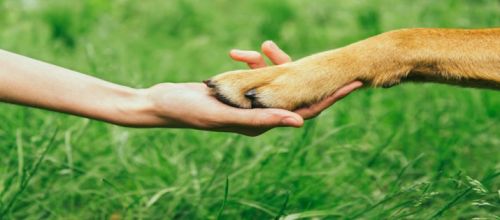 Bild 0 von Interessengemeinschaft "Hunde auf Juist"