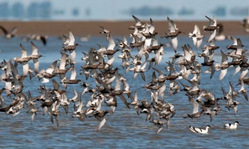 Bild 0 von Schwarze Reiter am Wattenmeer