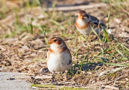 Bild 0 von Besinnlicher Jahreswechsel im Weltnaturerbe