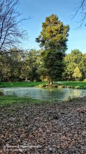 Bild 0 von Achter Todesfall im Zusammenhang mit Corona im Landkreis