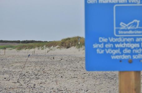 Bild 0 von Kinderstuben im Wattenmeer brauchen Rücksichtnahme