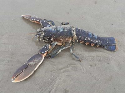 Bild 0 von Hummer trieb am Juister Strand an