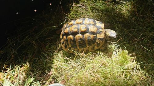 Bild 0 von Wem gehört die Schildkröte an der Jugendbildungsstätte?