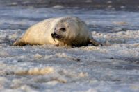 Bild 0 von Koordinierte Zählungen bestätigen stetes Wachstum bei Kegelrobben im Wattenmeer