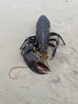 Bild 0 von Hummer am Juister Strand