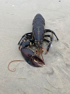 Bild 0 von Hummer am Juister Strand