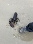 Bild 1 von Hummer am Juister Strand