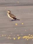 Bild 0 von Häufige Strandsäuberungen als Konsequenz