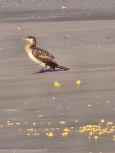 Bild 0 von Häufige Strandsäuberungen als Konsequenz