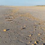 Bild 1 von Häufige Strandsäuberungen als Konsequenz