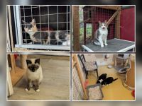 Bild 3 von Auch von Juist aus wird die „Aktive Tierhilfe e V“ jetzt unterstützt