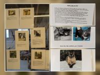 Bild 4 von Auch von Juist aus wird die „Aktive Tierhilfe e V“ jetzt unterstützt